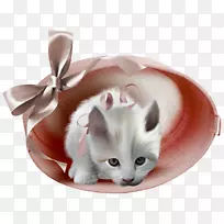 粉红猫动画-空若网 粉红猫动画-空若网