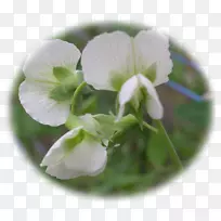 开花植物紫罗兰科豌豆-空若网 开花植物紫罗兰科豌豆-空若网