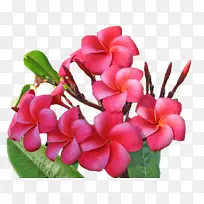 ��������ë���챦ʯ��������-��-������