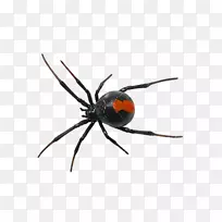 蜘蛛南方黑寡妇夹爬行昆虫-空若网 蜘蛛南方黑寡妇夹爬行昆虫-空若网