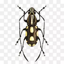 异种昆虫前驱体-爬行昆虫-空若网 异种昆虫前驱体-爬行昆虫-空若网