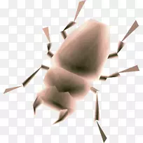 昆虫传粉动物无脊椎动物花瓣模型-空若网 昆虫传粉动物无脊椎动物花瓣模型-空若网