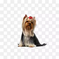 约克郡小狗宠物马耳他狗新郎-空若网 约克郡小狗宠物马耳他狗新郎-空若网