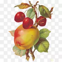 水果绘画剪贴画.苹果果-空若网 水果绘画剪贴画.苹果果-空若网