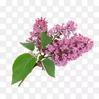 �϶���-������