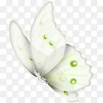 蝴蝶昆虫剪贴画-蝴蝶-空若网 蝴蝶昆虫剪贴画-蝴蝶-空若网