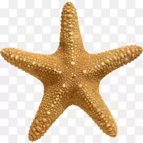 旋转对称海星群摄影.锚-空若网 旋转对称海星群摄影.锚-空若网
