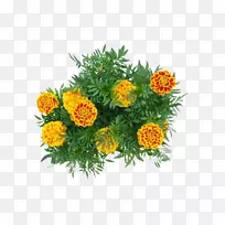 墨西哥金盏花-空若网 墨西哥金盏花-空若网