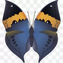 蝴蝶、昆虫、传粉者、若虫科、翅虫-空若网 蝴蝶、昆虫、传粉者、若虫科、翅虫-空若网
