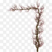 �ٱ�ֲ��-������