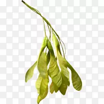 萨马拉种子挪威枫树-空若网 萨马拉种子挪威枫树-空若网