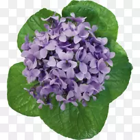 紫罗兰花摄影剪贴画.紫罗兰-空若网 紫罗兰花摄影剪贴画.紫罗兰-空若网
