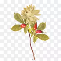 切花花卉设计平面设计-秋季-空若网 切花花卉设计平面设计-秋季-空若网