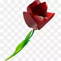 郁金香切花红郁金香-空若网 郁金香切花红郁金香-空若网