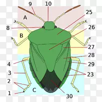��������棬����Ŀ����ɫ�������壬���棬�����Ϲ�-������