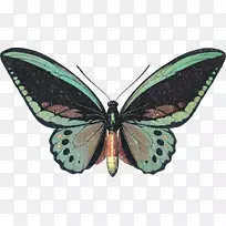 ºûµû»ÊºóÑÇÀúɽµÂÀÄñ³áͼ°¸Éè¼Æ¼ôÌù»À¥³æ-¿ÕÈôÍø ºûµû»ÊºóÑÇÀúɽµÂÀÄñ³áͼ°¸Éè¼Æ¼ôÌù»À¥³æ-¿ÕÈôÍø