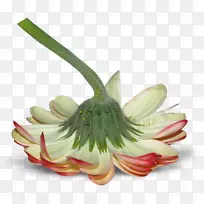 �л���ֲ�������-������