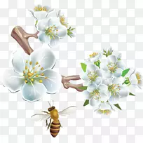 花白梨-空若网 花白梨-空若网