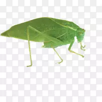 昆虫载体-昆虫,昆虫-空若网 昆虫载体-昆虫,昆虫-空若网