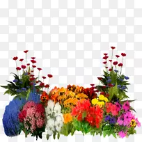 ��԰ʽֲ���ľ-����ǰ��-������