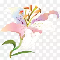 印加植物百合-手绘-空若网 印加植物百合-手绘-空若网