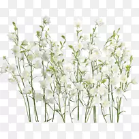 剪贴画-茉莉花-空若网 剪贴画-茉莉花-空若网