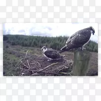 食饵鸟喙动物生态系统巢-空若网 食饵鸟喙动物生态系统巢-空若网