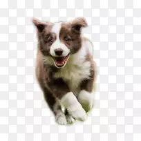 边境牧羊犬-空若网 边境牧羊犬-空若网