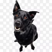 宠物狗,猫,马,小狗-空若网 宠物狗,猫,马,小狗-空若网