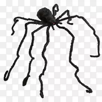 蜘蛛网蜘蛛-空若网 蜘蛛网蜘蛛-空若网