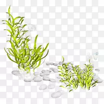 海草植物海底剪贴画-生物-空若网 海草植物海底剪贴画-生物-空若网