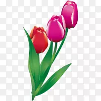 切花郁金香开花植物-郁金香-空若网 切花郁金香开花植物-郁金香-空若网