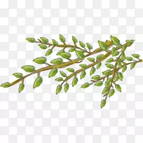 树枝-绿叶-空若网 树枝-绿叶-空若网