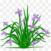 开花植物剪贴画-虹膜剪贴画-空若网 开花植物剪贴画-虹膜剪贴画-空若网