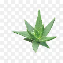 芦荟凝胶化妆品载体-芦荟-空若网 芦荟凝胶化妆品载体-芦荟-空若网