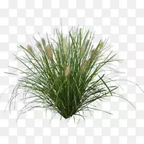 Ö²ÎïÇÖÊ´¿ØÖÆÍÁÈÀ¸²¸Ç²ãÖÖ×Ó-¿ÕÈôÍø Ö²ÎïÇÖÊ´¿ØÖÆÍÁÈÀ¸²¸Ç²ãÖÖ×Ó-¿ÕÈôÍø