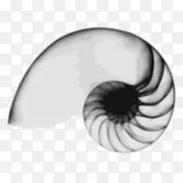 海鸥公域剪贴画-摄影写实-空若网 海鸥公域剪贴画-摄影写实-空若网