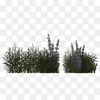 �ݱ��ݵ�޹�²ݻ�Įֲ��-������