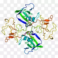 ��ϸ����������c-met�����Ұ��ἤø����-������