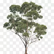 西澳大利亚博物馆高马克家园史蒂夫多莫尼建筑新博物馆-桉树-空若网 西澳大利亚博物馆高马克家园史蒂夫多莫尼建筑新博物馆-桉树-空若网