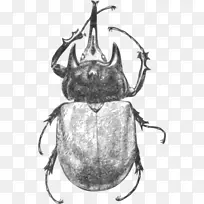 黑白媒介甲虫-空若网 黑白媒介甲虫-空若网