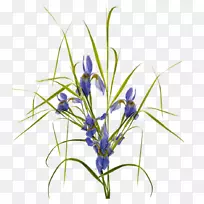 植物花卉信息.悬挂花-空若网 植物花卉信息.悬挂花-空若网