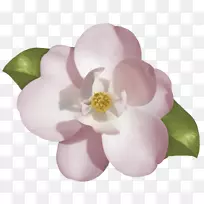 茉莉花画片艺术-生日元素-空若网 茉莉花画片艺术-生日元素-空若网