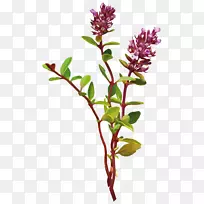 ��ѿֲ�����ֲ��л���ֲ�ﾥ��������֯-�ϻ���ޣ-������