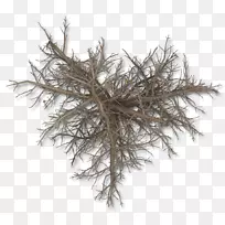 Ê÷Ö¦£¬Ö²ÎïÖ¦£¬Ìð°åÀõ£¬¶¬Ê÷-¿ÕÈôÍø Ê÷Ö¦£¬Ö²ÎïÖ¦£¬Ìð°åÀõ£¬¶¬Ê÷-¿ÕÈôÍø