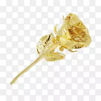 金粉玫瑰昆虫色海玫瑰-空若网 金粉玫瑰昆虫色海玫瑰-空若网