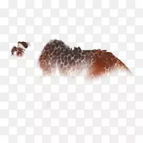 生物野生动物鼻子毛皮裂纹-空若网 生物野生动物鼻子毛皮裂纹-空若网