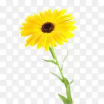 菊花菊花-空若网 菊花菊花-空若网