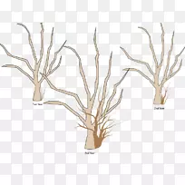 树枝木本植物苹果修剪-空若网 树枝木本植物苹果修剪-空若网