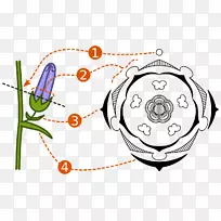 花卉图花卉配方花卉植物繁殖.植物材料图-空若网 花卉图花卉配方花卉植物繁殖.植物材料图-空若网